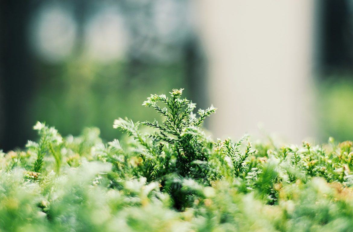 I 5 Oli, Essenziali per l’Inverno